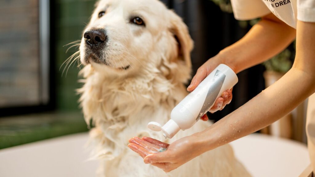 keto shampoo for dogs